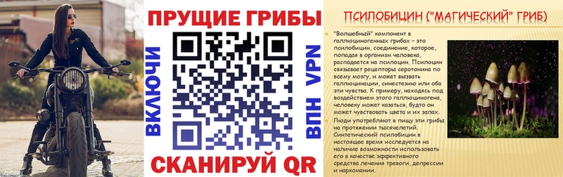 Галлюциногенные грибы Psilocybine cubensis Ак-Довурак